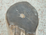 Petrified Wood Stool or Side Table