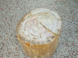 Petrified Wood Stool or Side Table