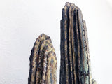 Brutalist Torch-Cut Cactus Sculpture